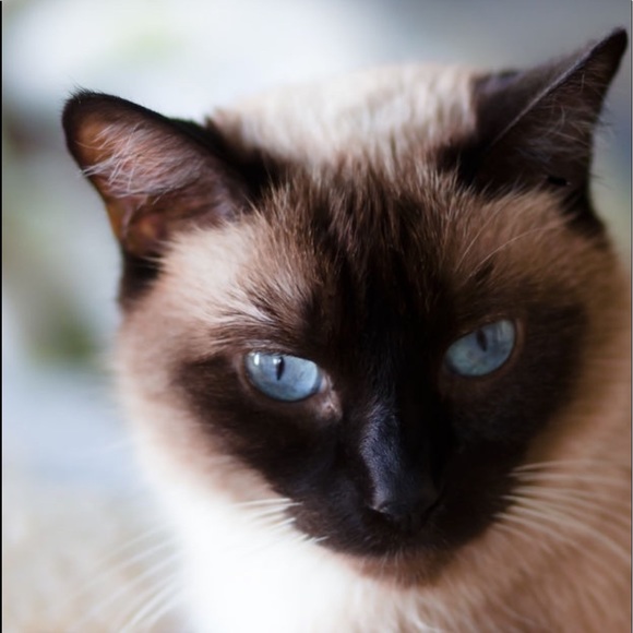 Meet your Posher, Laura - Picture 4 of 9